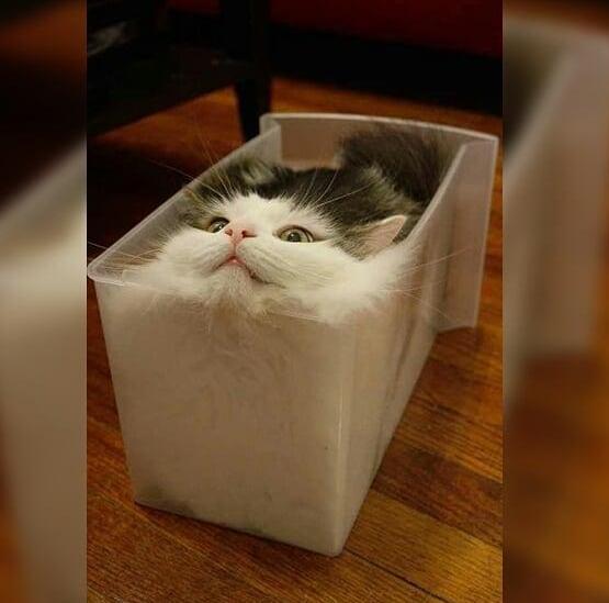 众所周知猫是液体,众所周知猫的缺点