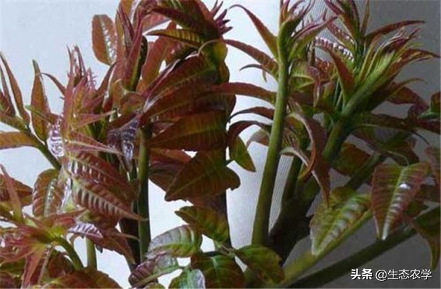 绿香椿红香椿哪个更合适阳台种植,红香椿种植前景