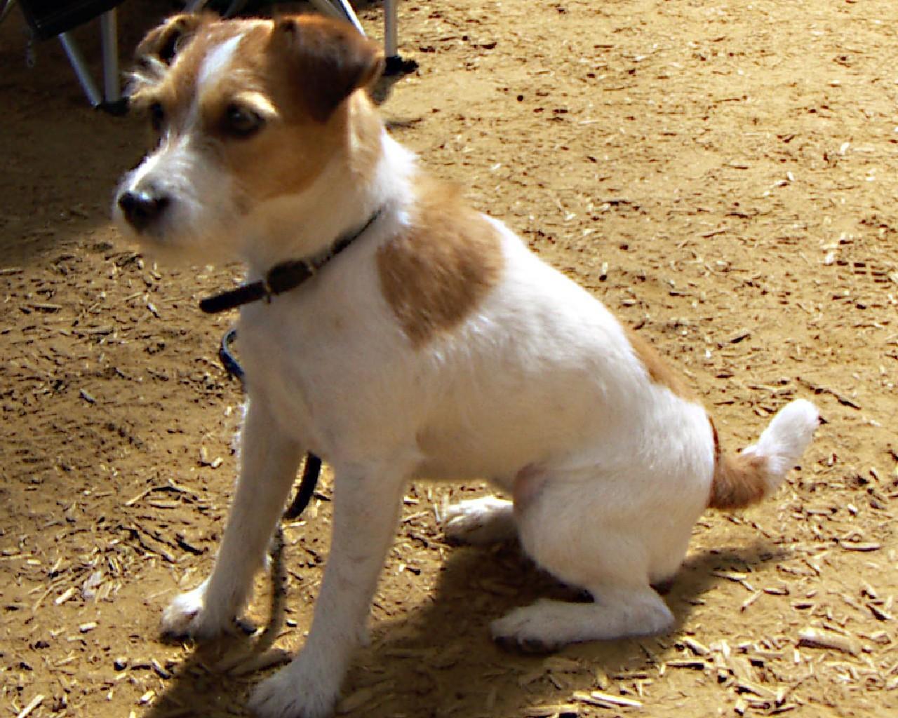 合适敏捷训练的犬种有哪些,什么犬种最聪明又好训战斗力强