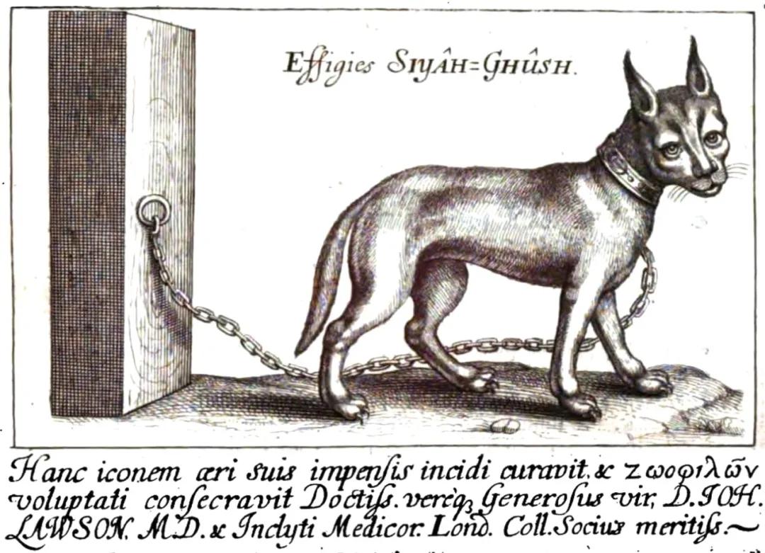 狞猫耳朵非常漂亮会旋转,狞猫一只长相狰狞的猫