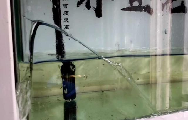 观赏鱼选择,想要选择比较容易饲养的观赏鱼