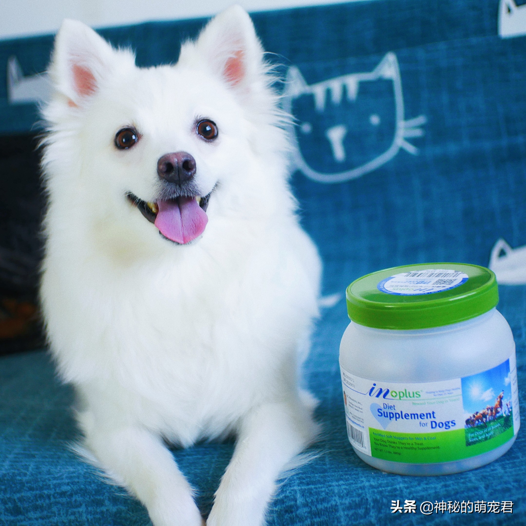 狗狗麦德氏卵磷脂,狗狗麦德氏卵磷脂一天吃多少粒