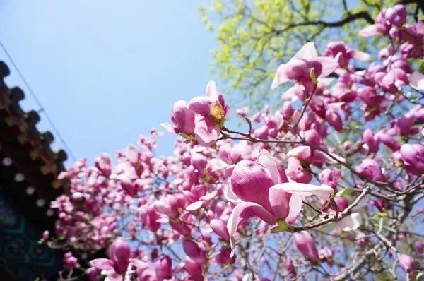 最合适赏花的花,视觉盛宴五种赏花名花供您选择