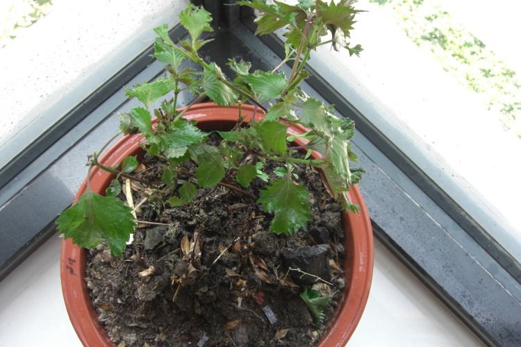 阳台种植紫苏有什么功能,阳台上种的紫苏有虫子怎么办