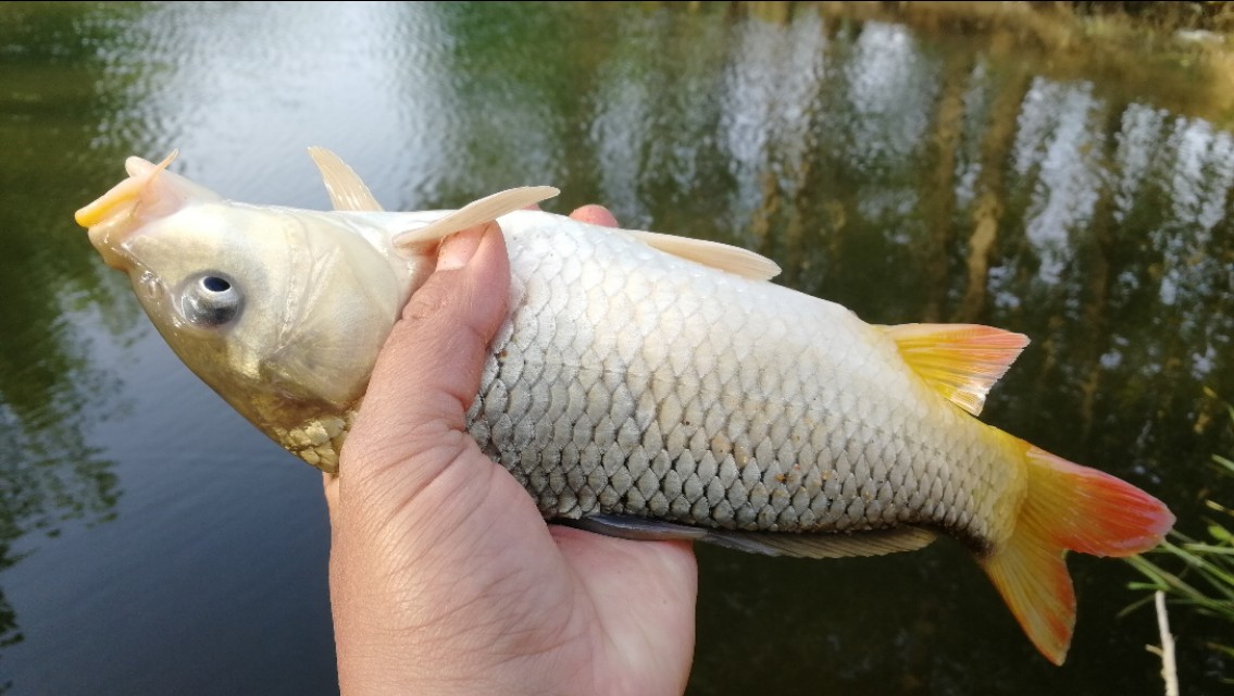 如何正确的选择浮漂的吃铅量,同样吃铅量的浮漂长短怎么选