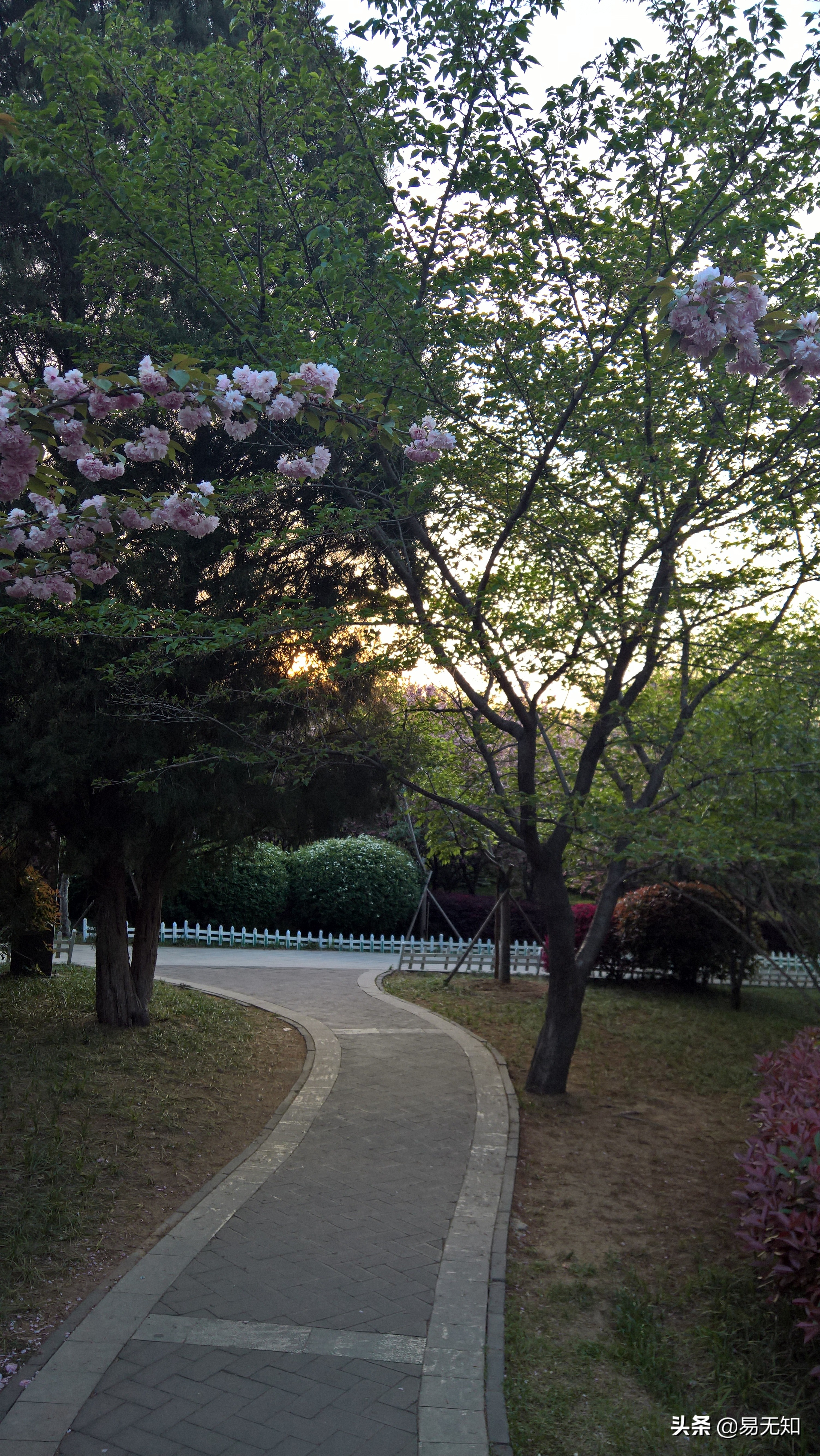徐州彭祖园樱花美景,亲近自然之美彭祖园赏花正当时