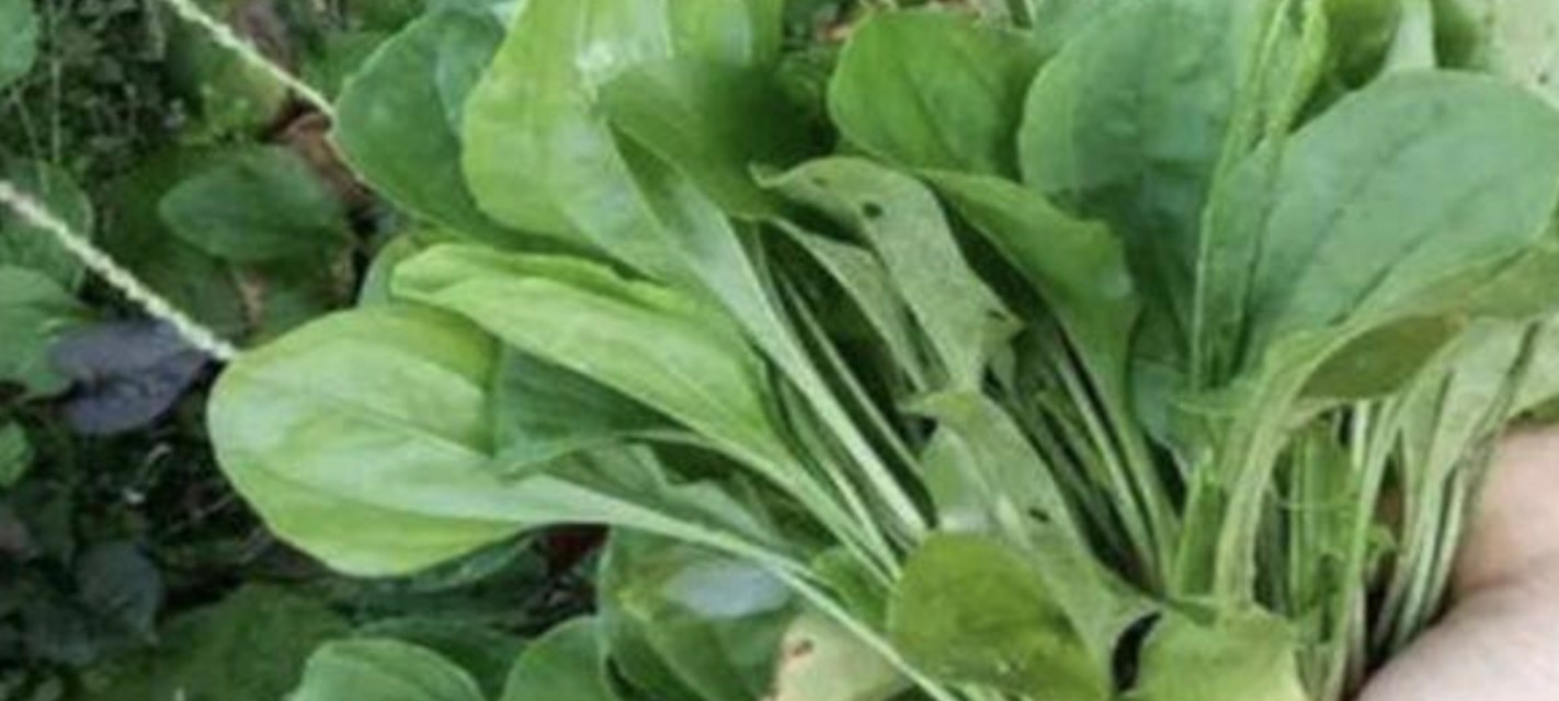 车前子野菜能够做馅吃吗,野菜车前草做法