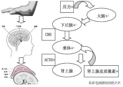 小孩得了白癜风会影响学习吗,孩子得了白癜风压力大
