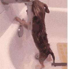 成精了，这家伙居然学会练瑜伽了