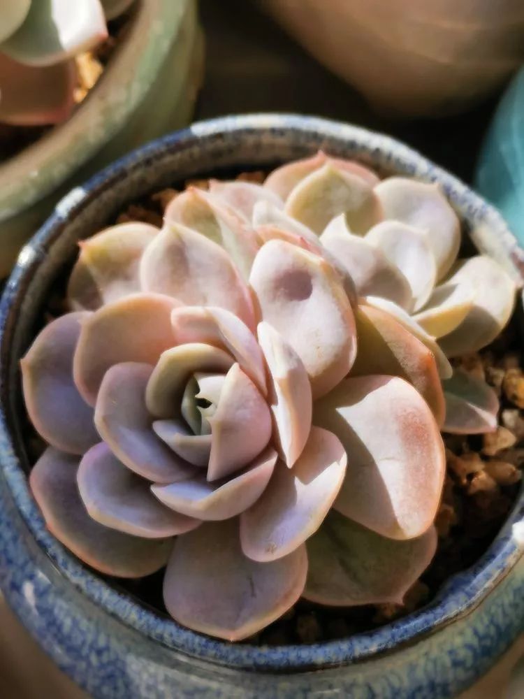 合适北方阳台党养的多肉,合适养在北阳台的多肉