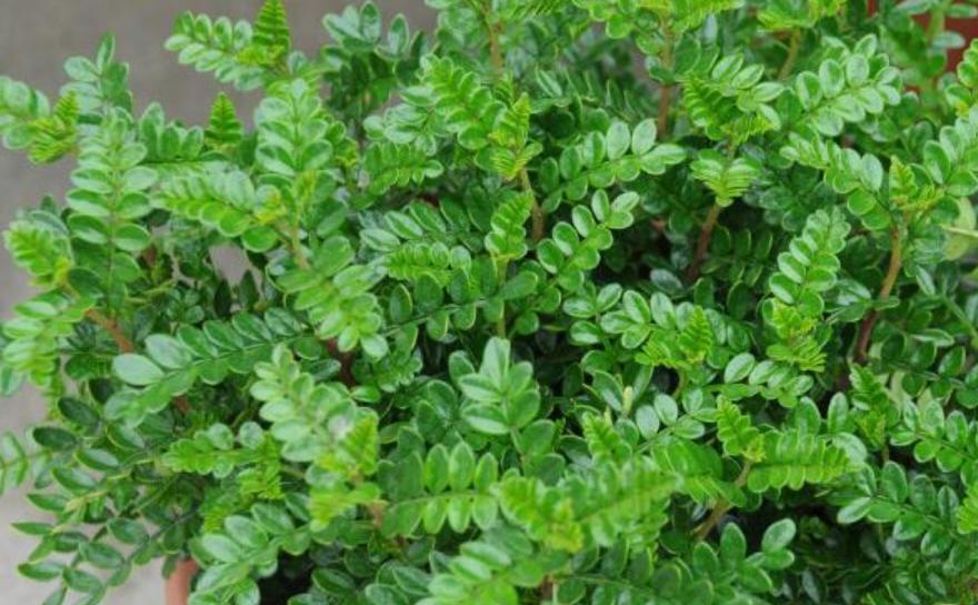 绿植花卉盆栽净化空气吸甲醛,净化空气吸甲醛绿植前十名图片