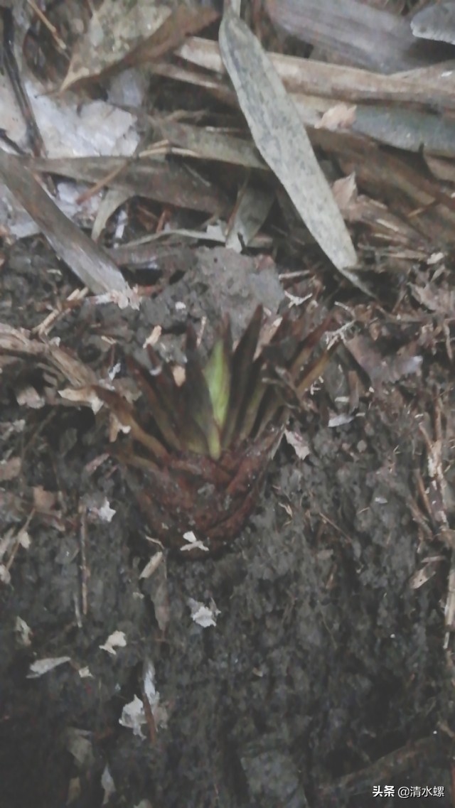 春日美食家正宗的糖蒜,春日美食家吃硬菜