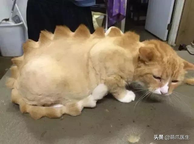 15度的天给猫咪剃了毛,给猫把毛剃短一点