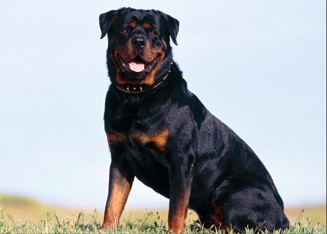 狗界中最通人性的5种狗,哪种狗最忠实护主又性格温顺