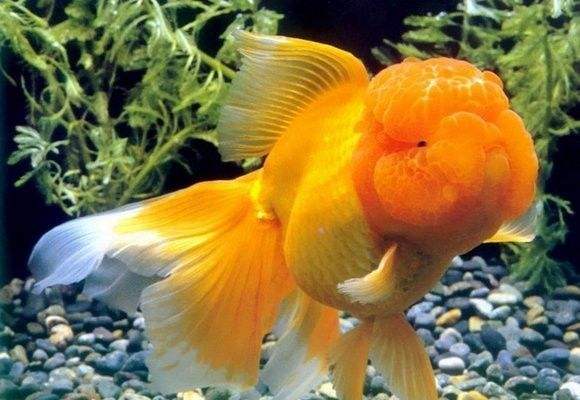 怎么养金鱼能够让金鱼活得更久,养金鱼必须要知道的这几个小技巧