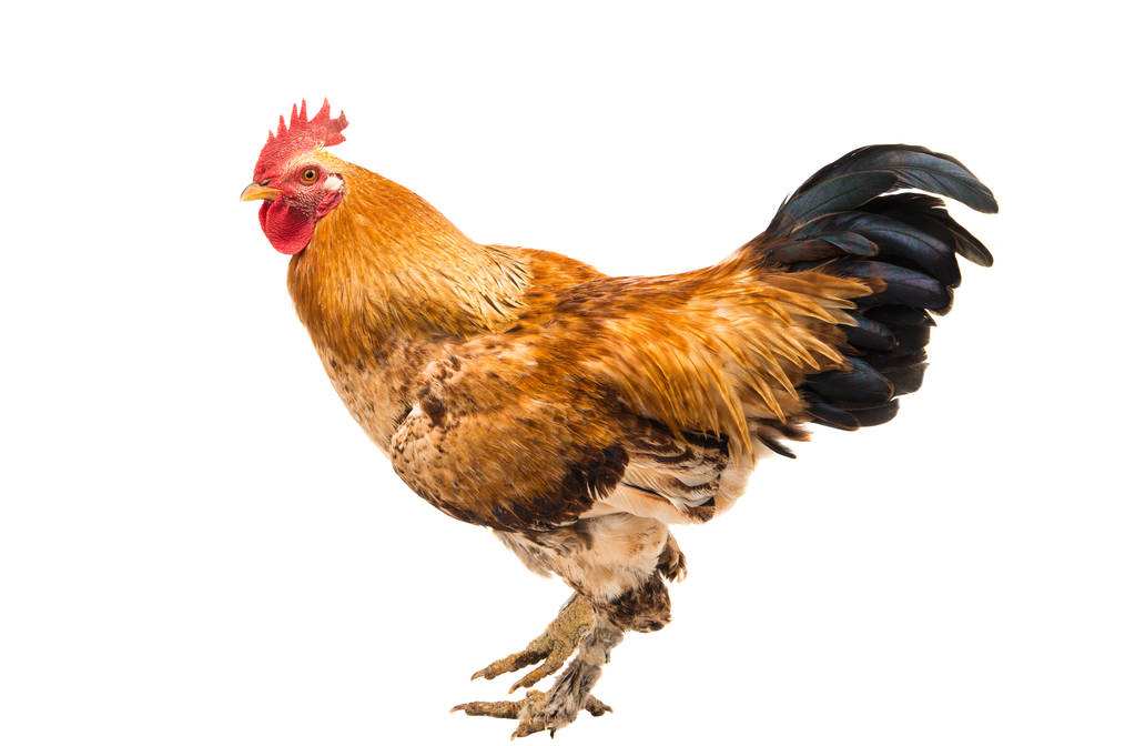肉鸡的习性,肉鸡生理结构图