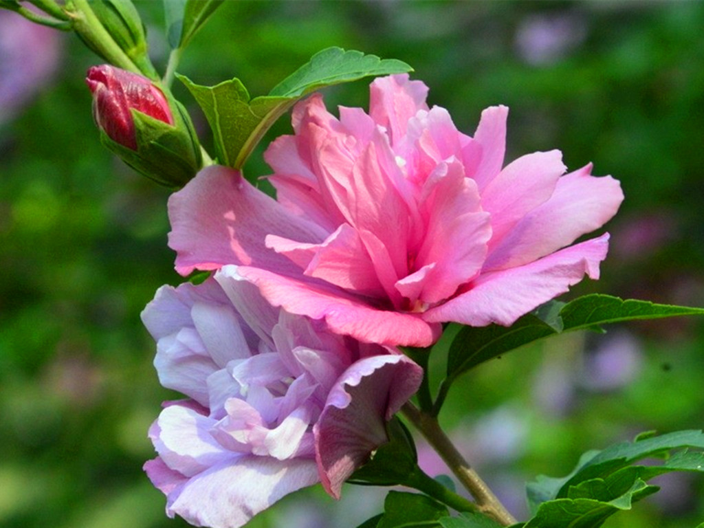 冬天买的带花苞的栀子花怎么养,冬天杜鹃花的花苞蔫了怎么补救