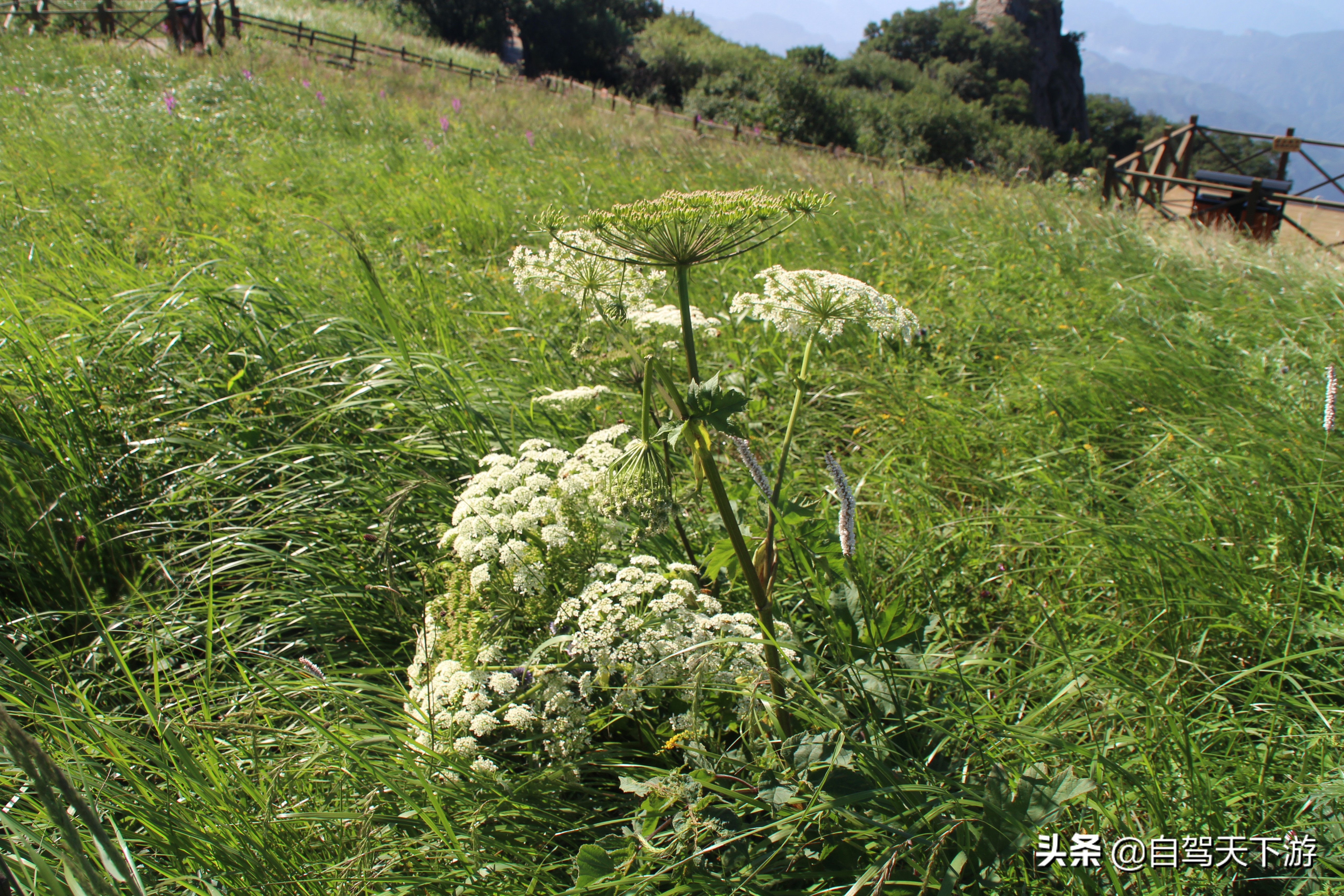 野三坡白草畔攻略,野三坡白草畔自驾游