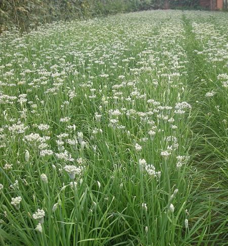 退奶食物三宝：人参、韭菜、麦芽！告别母乳之路这样做
