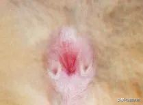 猫咪会长毛囊炎吗,猫咪会长老年斑吗