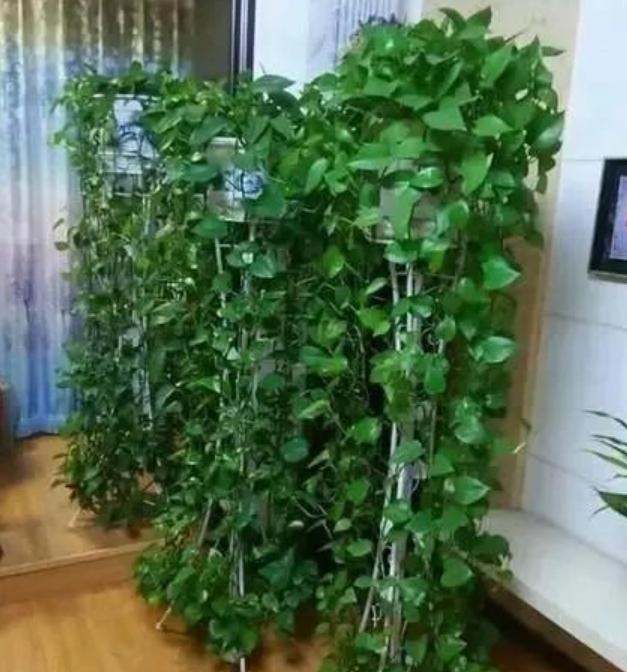 好养的二手烟克星室内植物,什么花吸甲醛吸得多