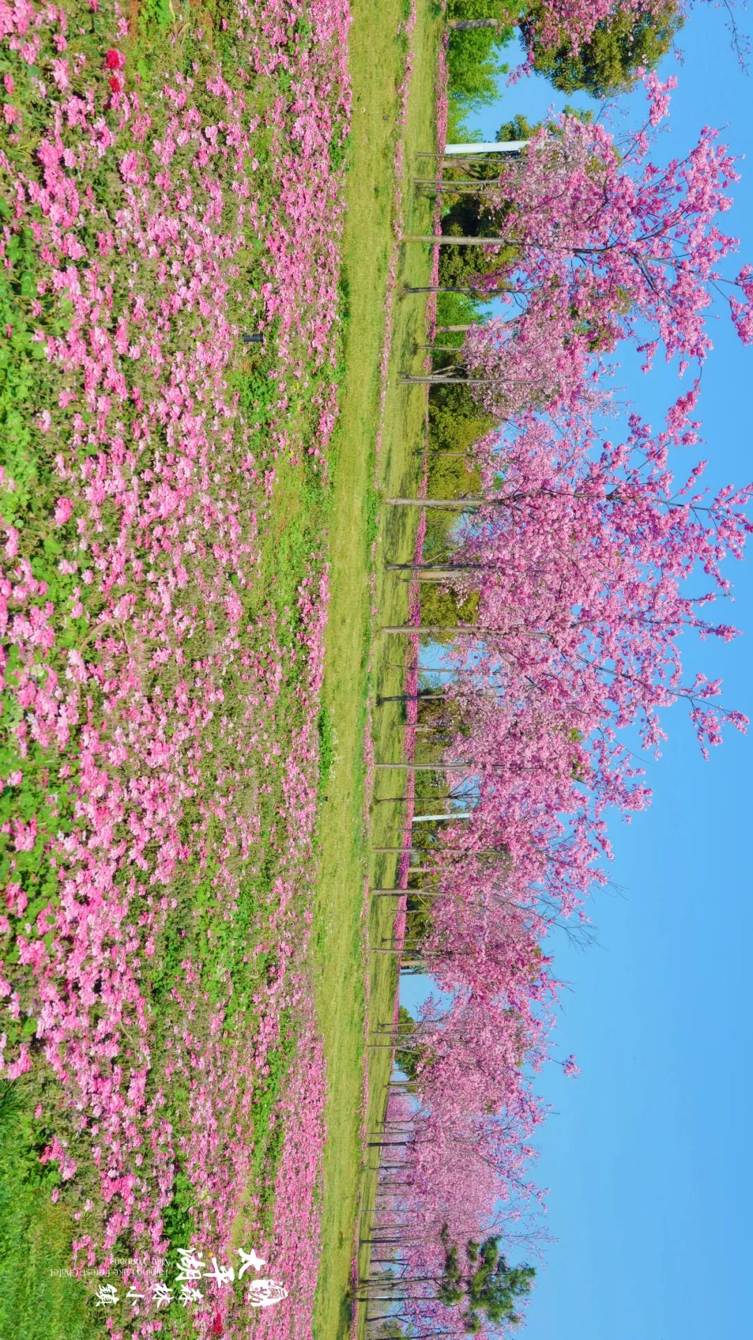 三月弥勒什么地方能够赏花,弥勒3月赏花攻略