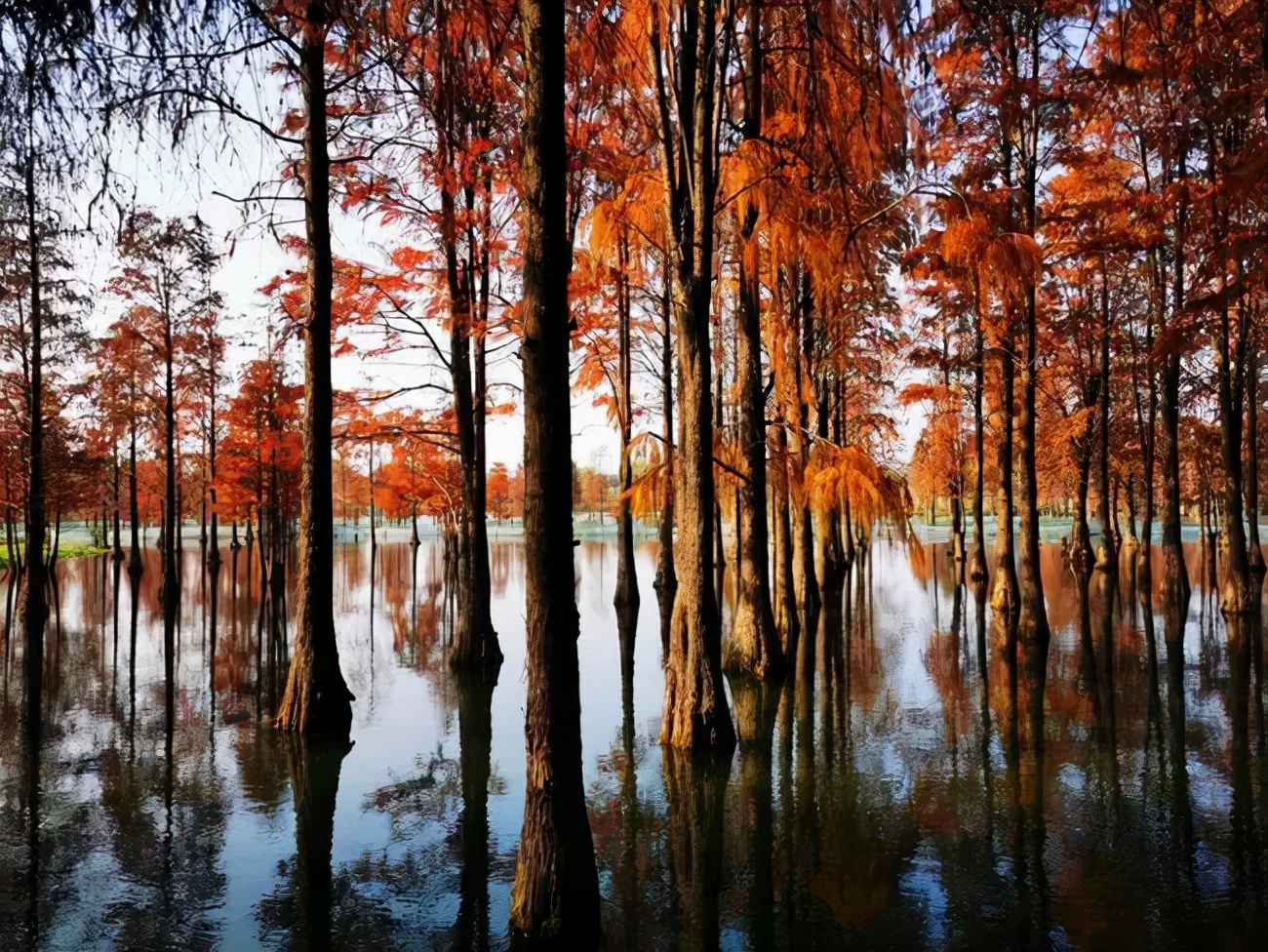 1011月错过它们，等于错过整个秋天！人少清净，随手一拍都是大片