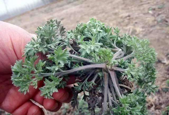 野菜苦苣菜的功效与禁忌,野菜山茄子的功效与功能禁忌