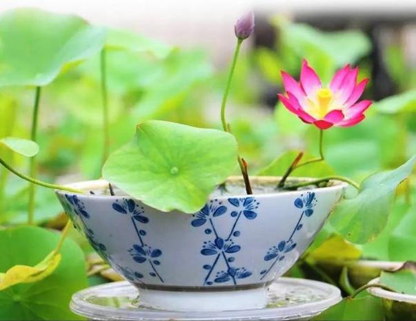 微型丰花碗莲有什么品种,微型碗莲合适种什么花