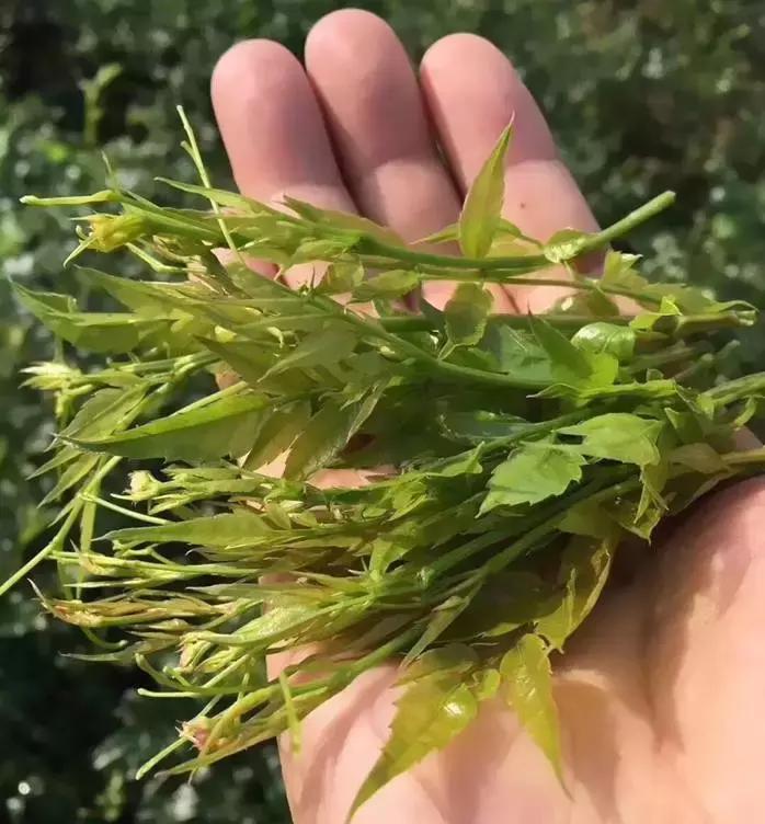 湖南张家界莓茶真的那么好吗,张家界莓茶简单介绍