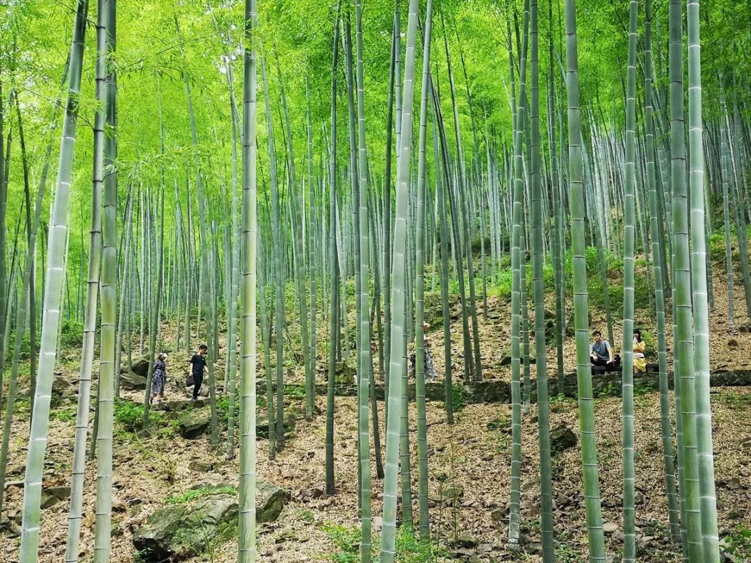 有景有画的诗,有景有情的诗写秋天的