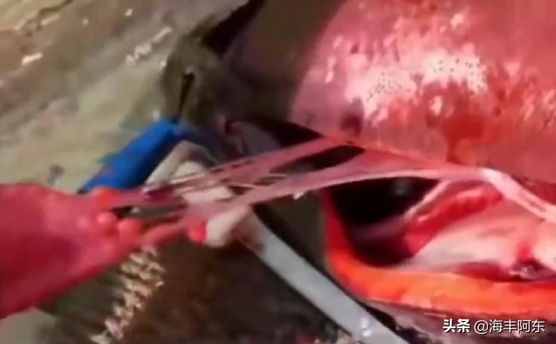 「原创」海丰阿东：开膛破肚杀鲟鱼，鱼子酱来了