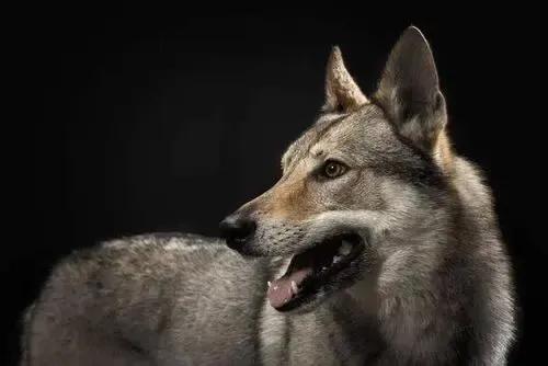 世界各国大型猛犬排名,世界各国猛犬排名