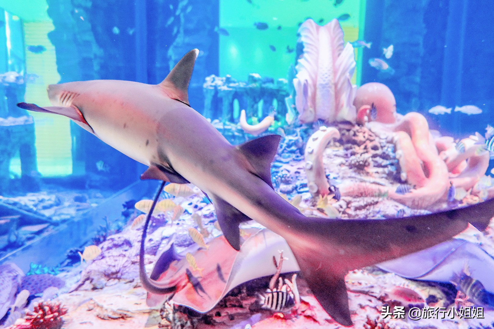 住在梦幻城堡,抚仙湖海豚湾住宿攻略