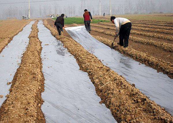 羊吃塑料袋什么症状怎么治,羊吃塑料袋最佳解决方法