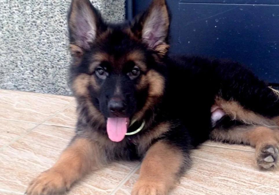 德牧照顾受伤的主人,德牧残疾