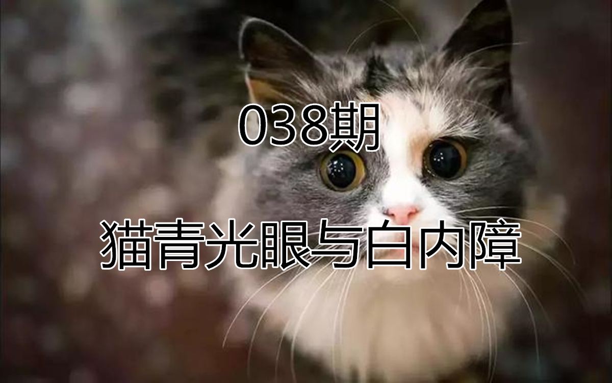 青光眼合并白内障如何治疗最好,猫咪白内障的早期症状眼药水