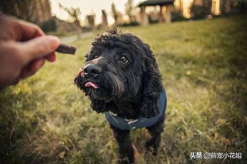 狗狗到底适不合适吃生骨肉,狗狗吃生猪肉有危害吗
