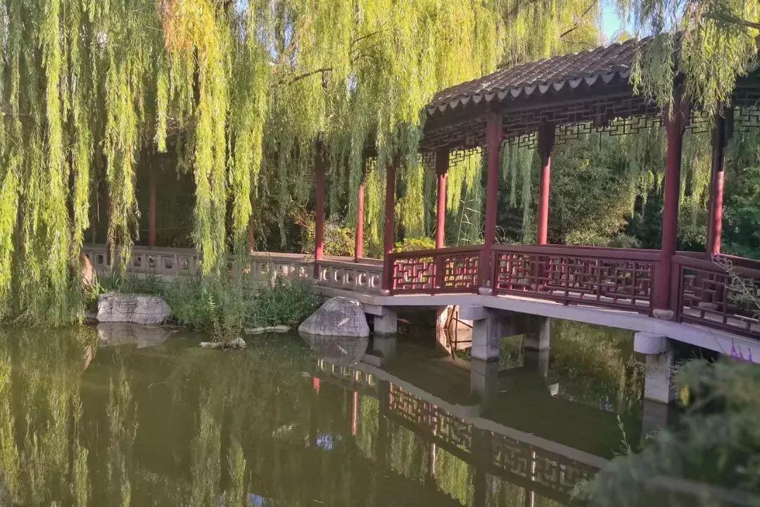 柳树礼赞初二文章,柳树礼赞文章800字