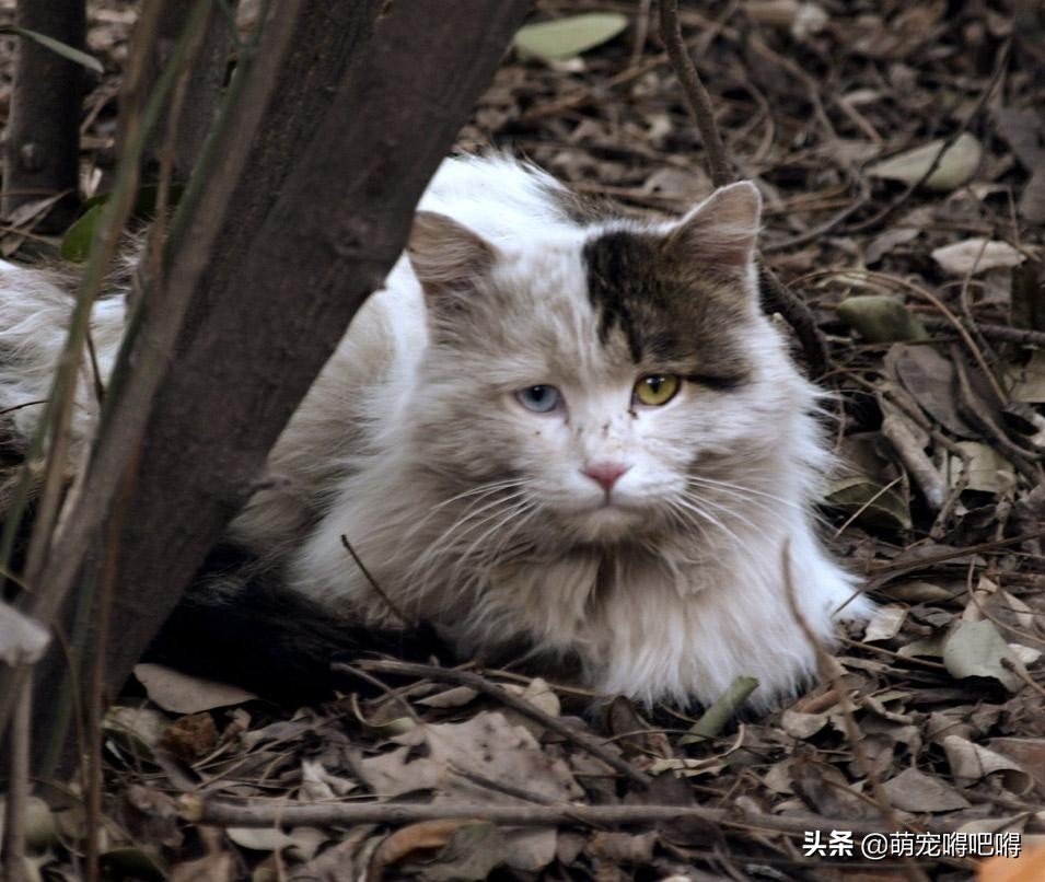 废弃的冷藏箱能做什么？美国一男子给出了答案——流浪猫庇护所