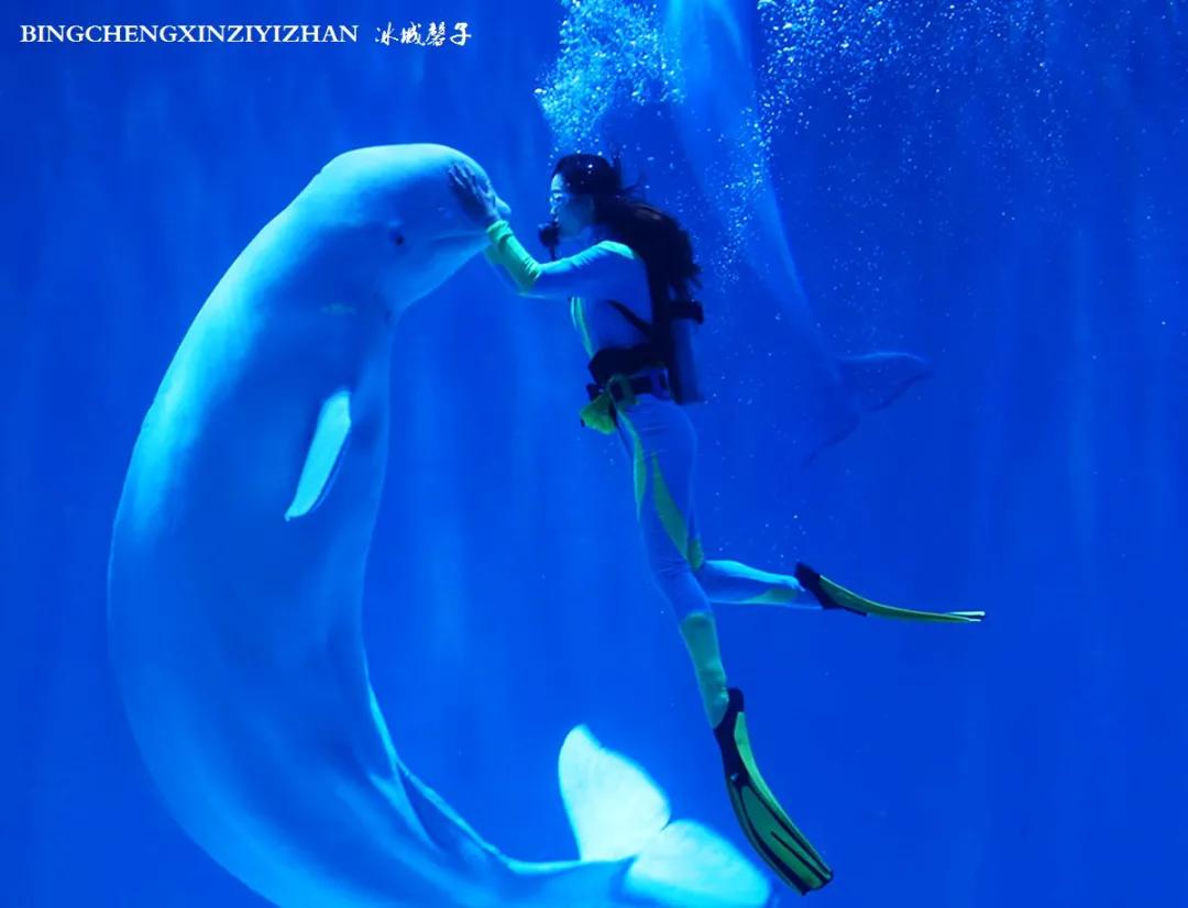 走进哈尔滨完全视频,走进哈尔滨海洋馆