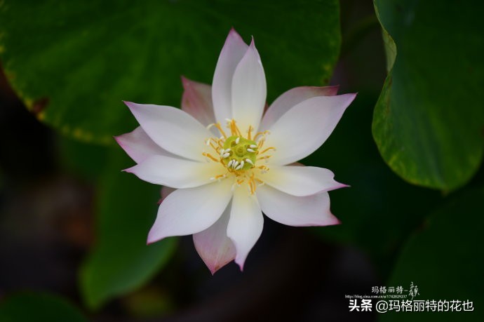 碗莲需要重复种植吗,碗莲种植不容易