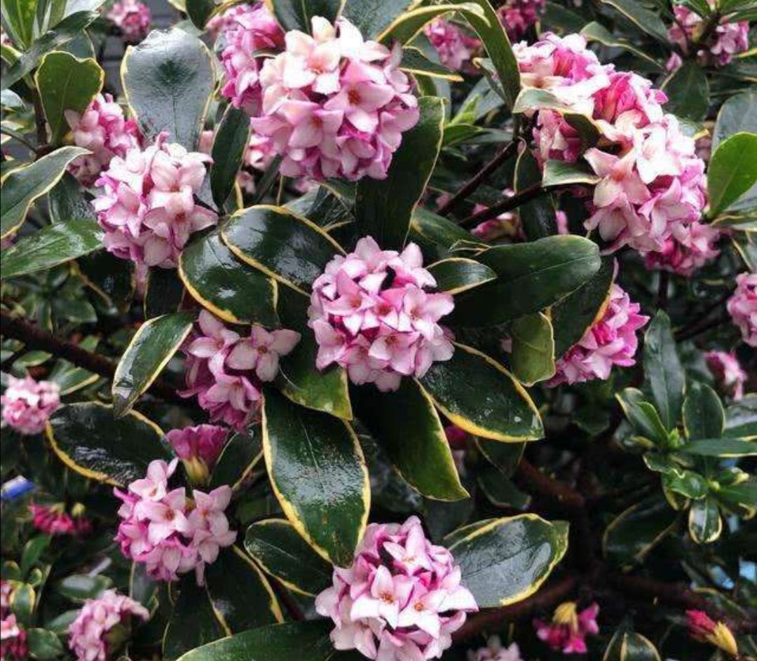 家里养盆“香味花”，春节期间开花，满屋花香扑鼻