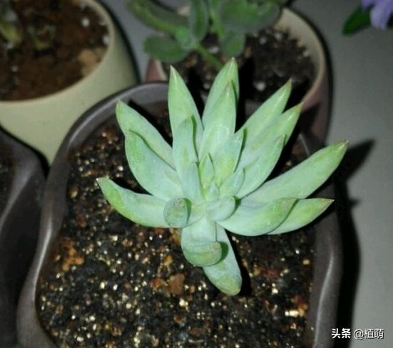 千佛手叶片发灰并且会枯萎,千佛手长出几个头怎么修理