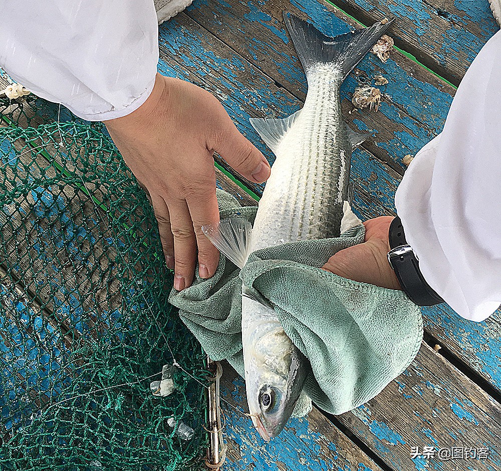 淡水中的汽水鱼,淡水汽水鱼有哪些