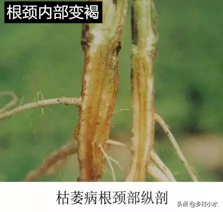南方辣椒炭疽病,南方辣椒病害
