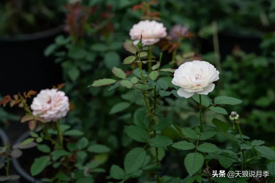 天狼自育抗病强品种,天狼自育浓香品种