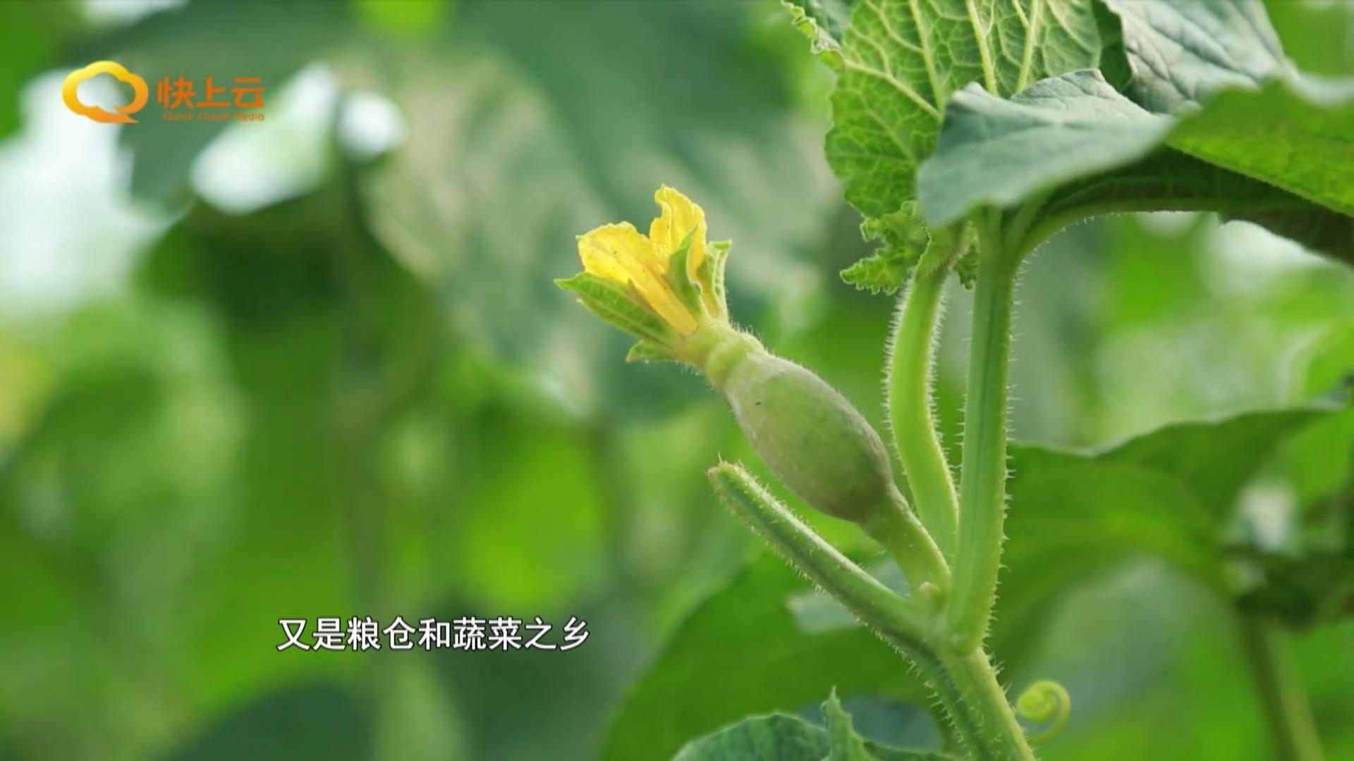 潍坊名小吃：舌尖上的潍坊记忆