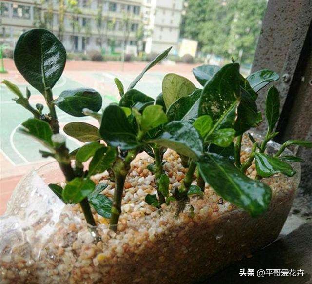 虎皮兰扦插生根最快方法图片,虎皮兰叶子扦插方法和注意事项