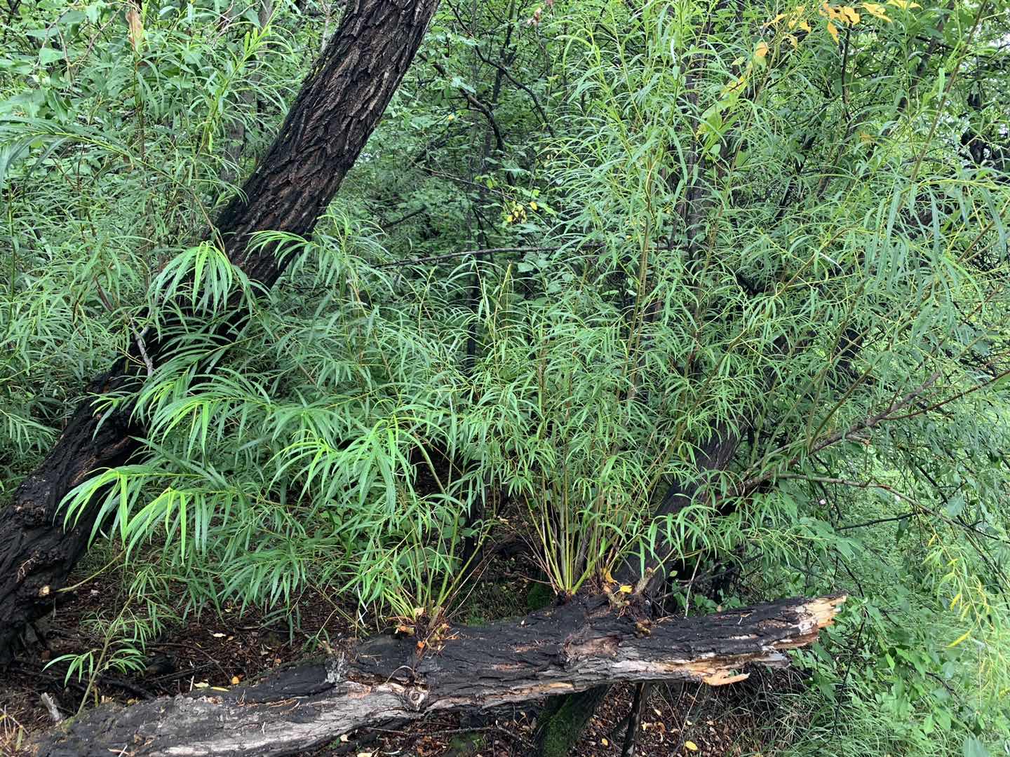 月上柳梢诗词原创,关于月上柳梢头的古诗